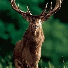 Схема вышивки «олень»