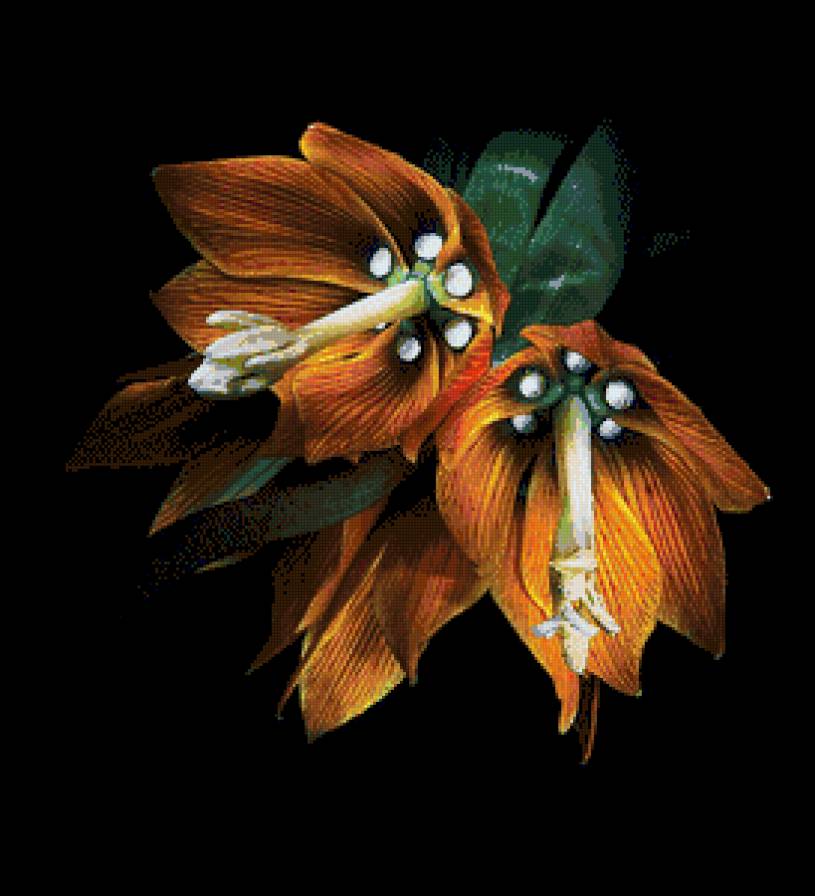 цветы на черном - цветы - предпросмотр