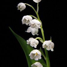 Схема вышивки «цветы на черном»