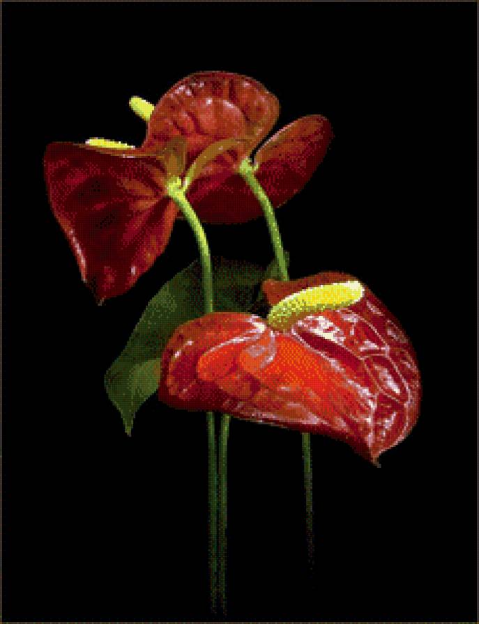 цветы на черном - цветы - предпросмотр