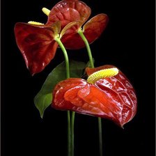 Схема вышивки «цветы на черном»