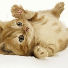 Схема вышивки «Котёнок»