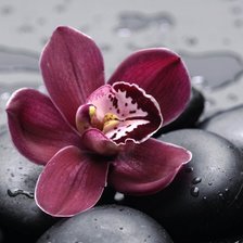 Схема вышивки «цветок 1»