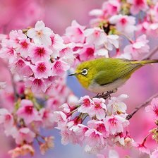 Схема вышивки «Природа»