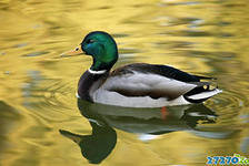 Схема вышивки «селезень»