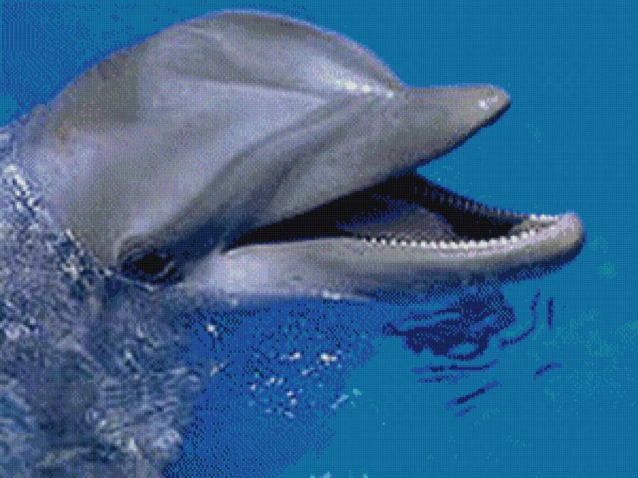 дельфин - морское - предпросмотр