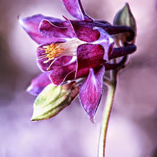 Схема вышивки «Волшебство цветка.»