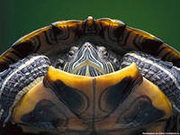 Схема вышивки «черепаха»