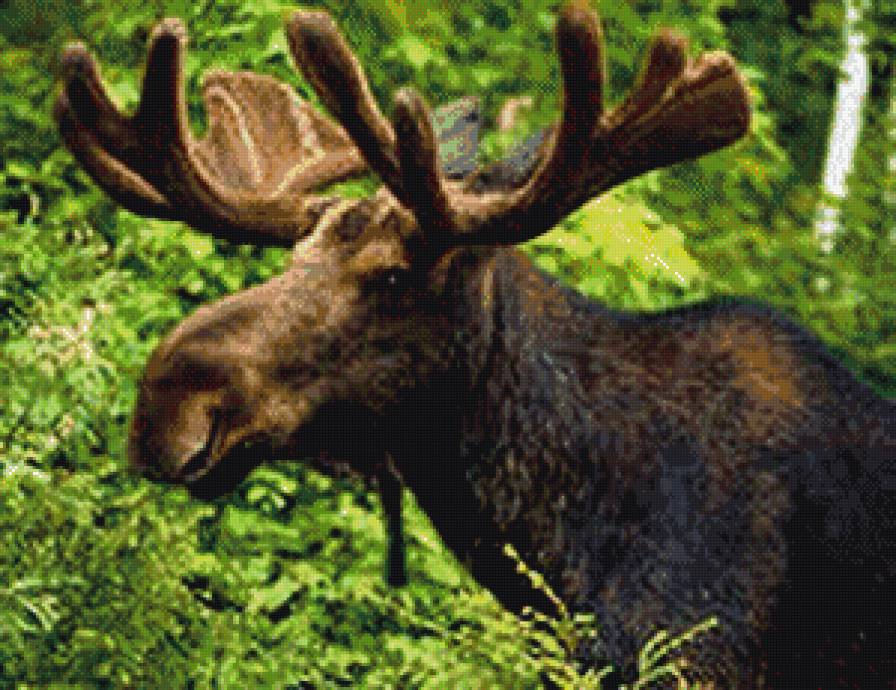 лось - животные - предпросмотр