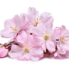 Схема вышивки «Яблоневый цвет. ( делать на черной канве )»