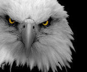 Схема вышивки «орел»