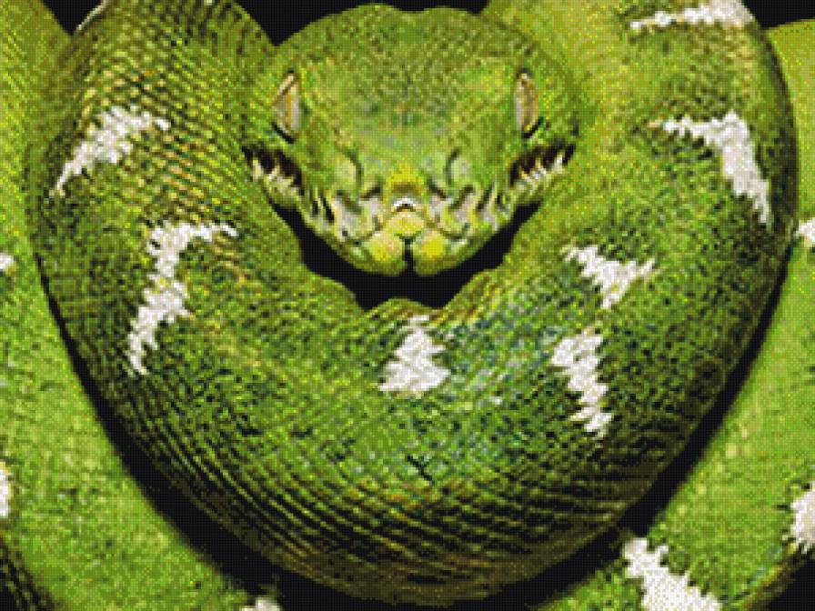 змейка - природа - предпросмотр