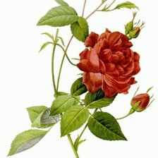 Схема вышивки «роза»