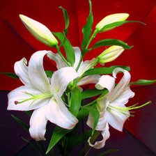 Схема вышивки «ЛІЛІЇ2»