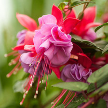 Схема вышивки «№664226»