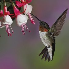 Схема вышивки «№664232»