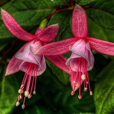 Схема вышивки «№664234»