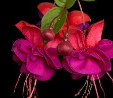 Схема вышивки «№664241»