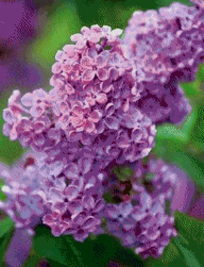 сирень - ветка, сирень, цветы - предпросмотр