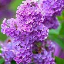 Схема вышивки «сирень»