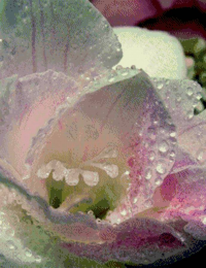 роса на цветке - капли, роса, цветы - предпросмотр