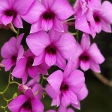 Схема вышивки «розовая орхидея»