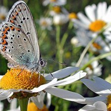 Схема вышивки «Лето»
