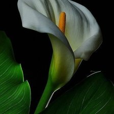 Схема вышивки «калла на чёрном»