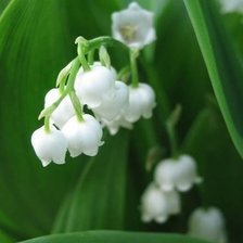 Схема вышивки «ландыши»