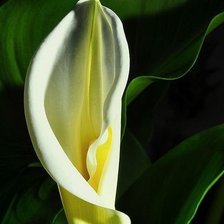 Схема вышивки «калла на чёрном»