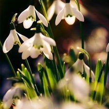 Схема вышивки «подснежники»