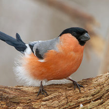 Схема вышивки «снегирь»