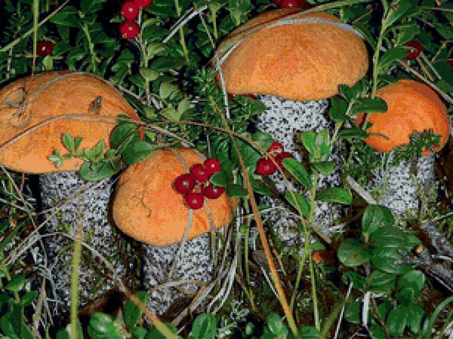 Грибочки - грибы, природа, лес, осень - предпросмотр