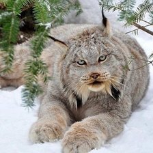 Схема вышивки «Рысь»