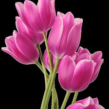Тюльпаны