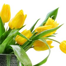 Схема вышивки «Тюльпаны»