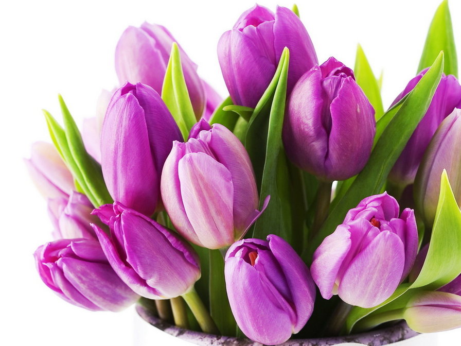 Тюльпаны - цветы, тюльпаны, букет - оригинал