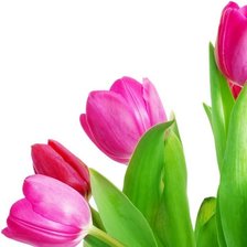 Схема вышивки «Тюльпаны»