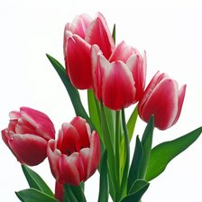 Схема вышивки «Тюльпаны»