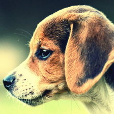 Схема вышивки «Бигль»