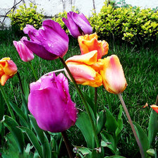 Тюльпаны