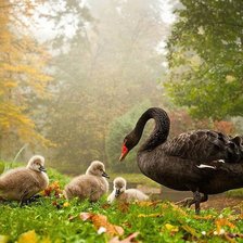 Схема вышивки «Семья пернатых»