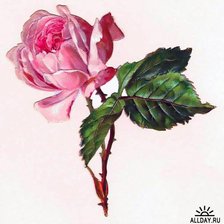 Схема вышивки «Роза 2»