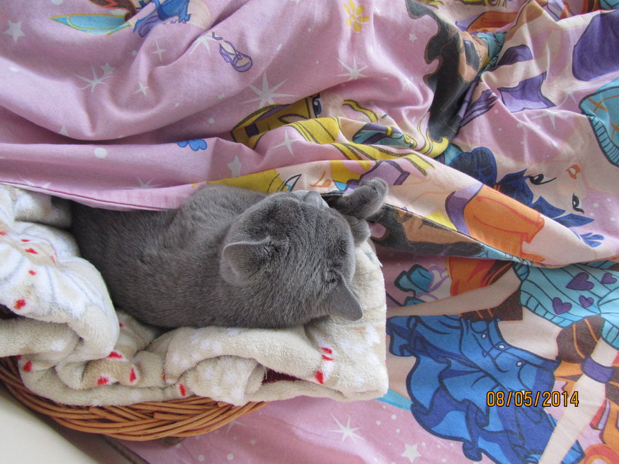 фая - оригинал