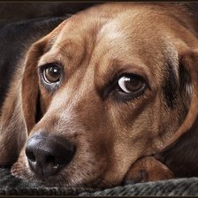 Схема вышивки «Друг»