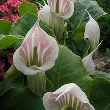 Схема вышивки «Л»