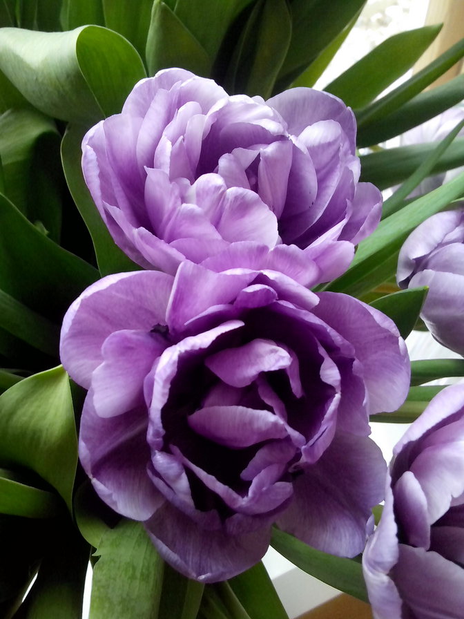 Тюльпаны - оригинал