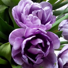 Схема вышивки «Тюльпаны»