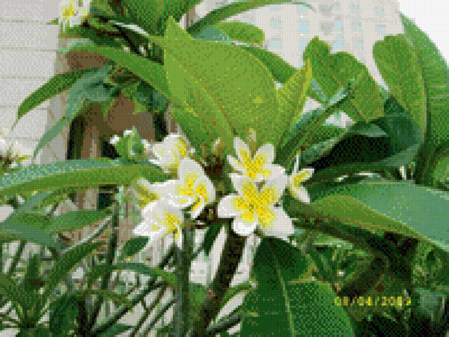 Городские цветы - предпросмотр