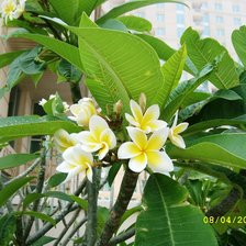 Городские цветы